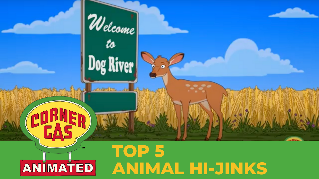 Top 5 Animal Hi-Jinks